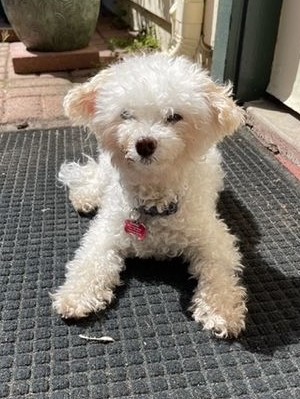 Muttville Senior Dog Rescue, San Francisco tweet media
