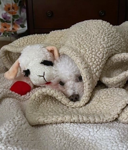 Muttville Senior Dog Rescue, San Francisco tweet media