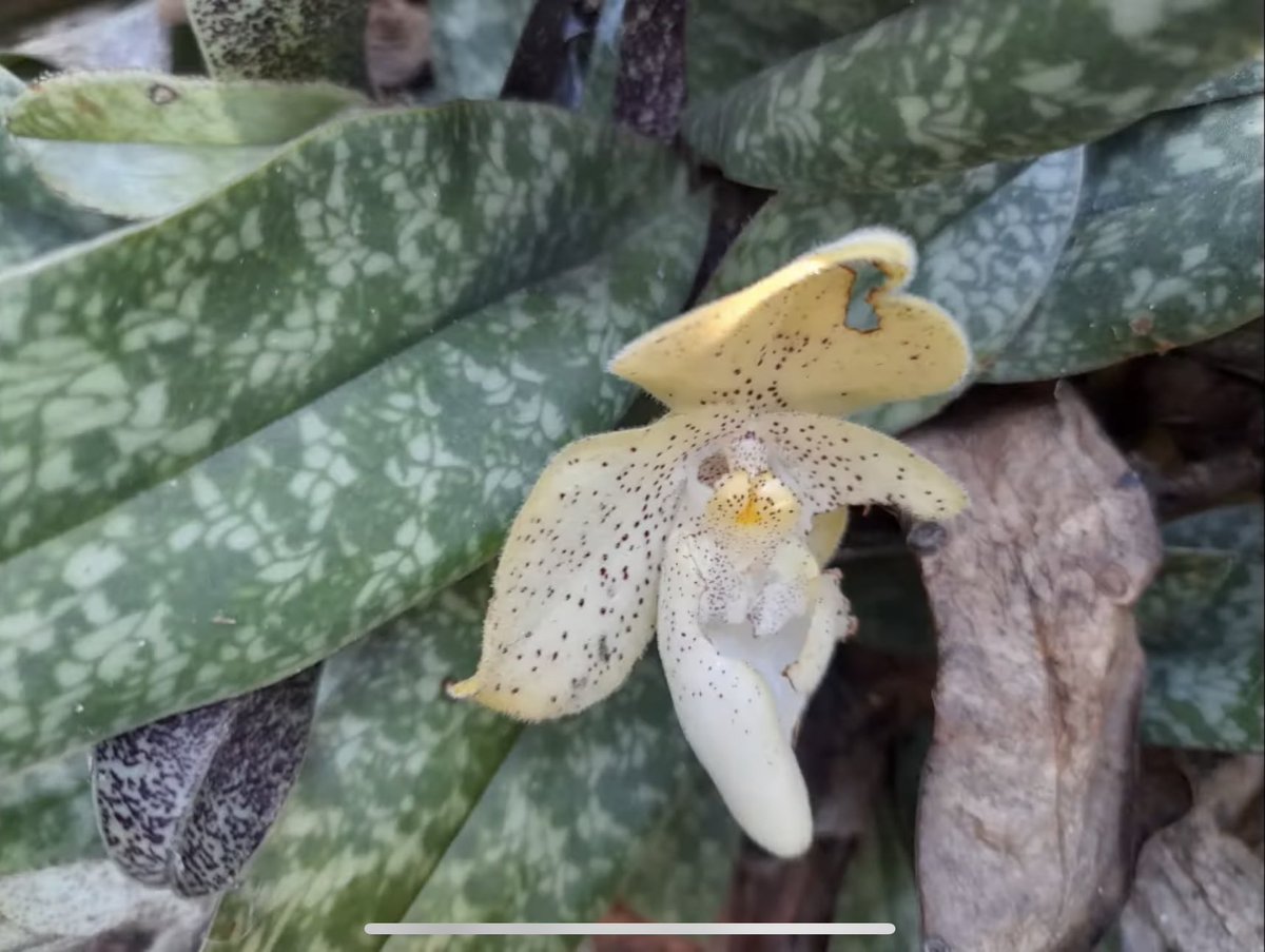Paphiopedilum concolor, a 🧵 1/5

Neat video showing #paph #concolor in its native ecology, growing atop rocks (lithophyte) and under shaded forest canopy.

youtu.be/NbFmN-ZgToQ

#orchids #China #SoutheastAsia