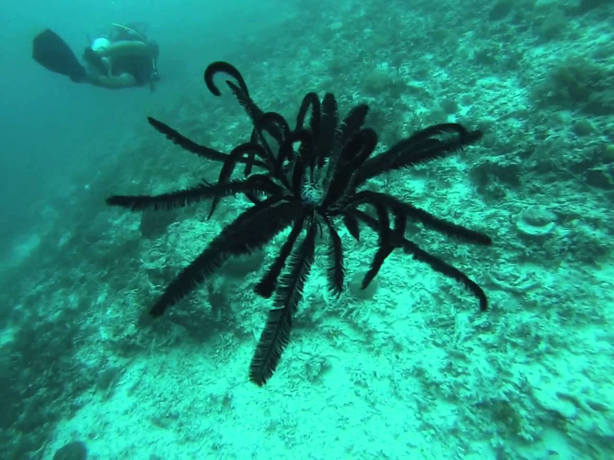 Feather Star, weird asf