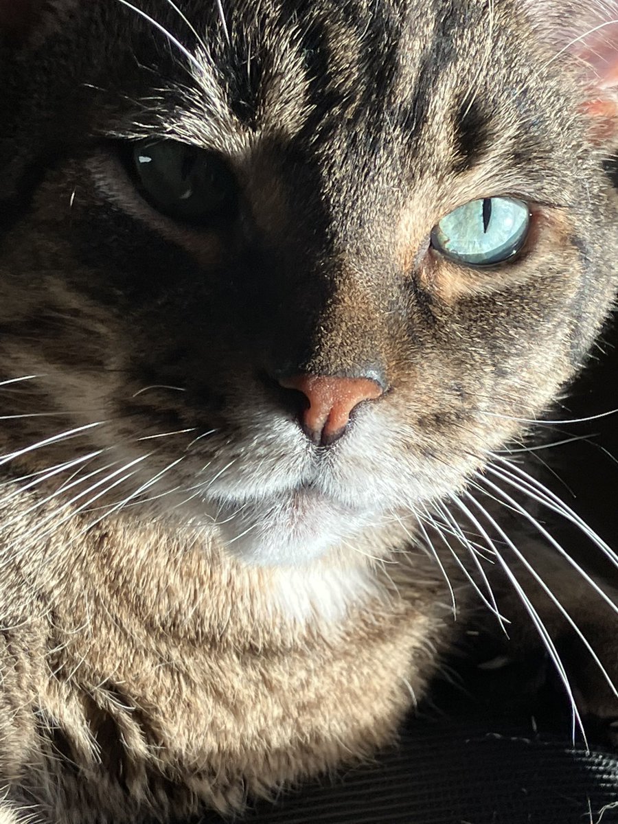 JacobBaker613's tweet photo. @PicturesFoIder Cat love! This is Scoop everyone!  He is my best friend, son, everything! https://t.co/LiNYjIAQUm