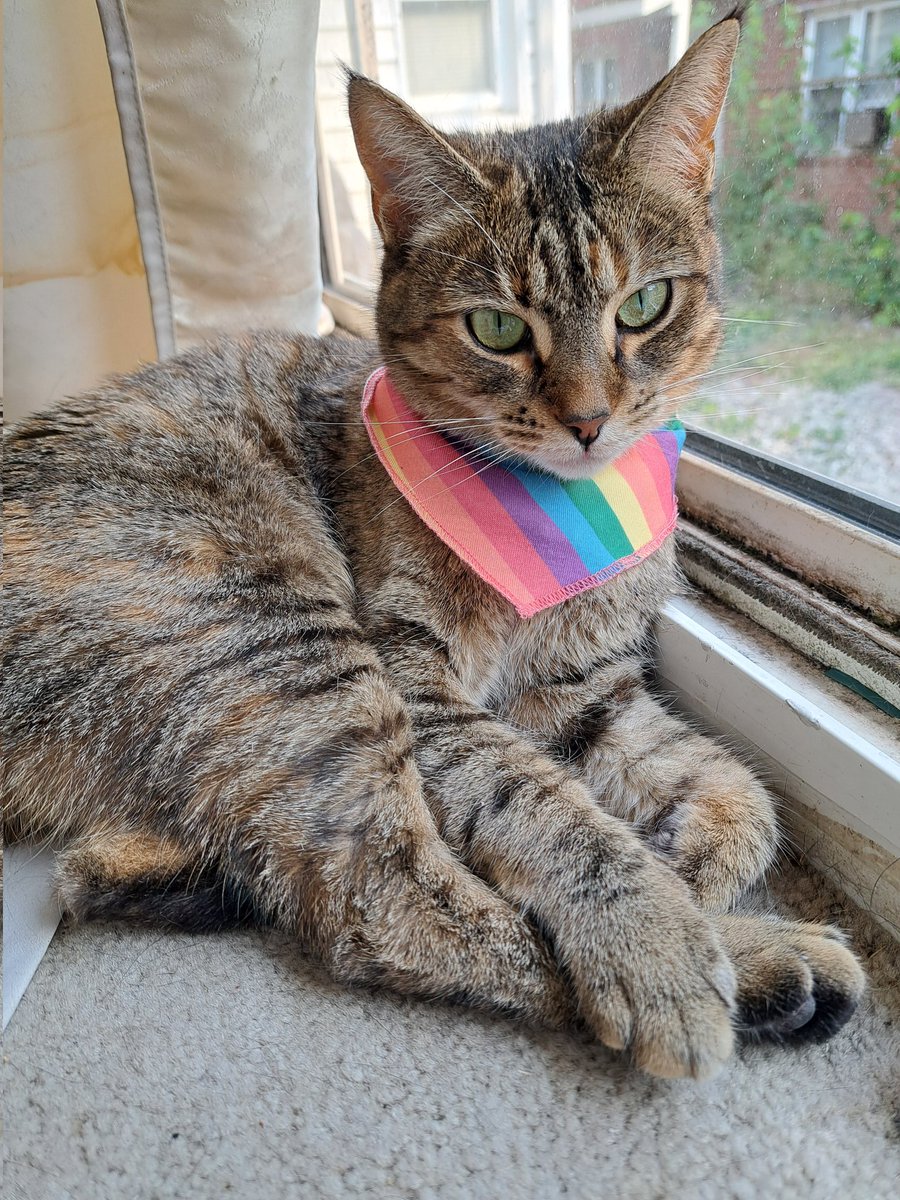 Happy Pride from the queen herself 🐾 🌈