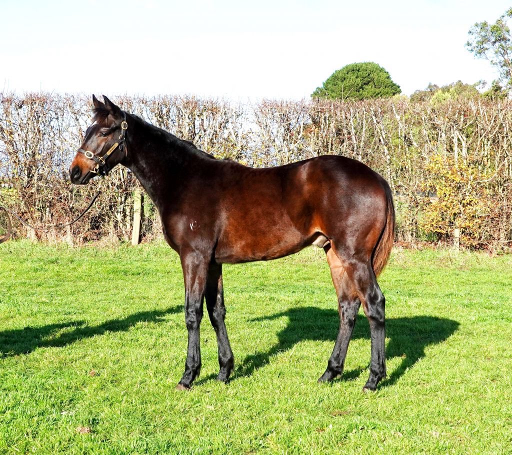 Looking forward to offering our star 🌟 <a href="/CoolmoreAus/">Coolmore Australia</a> So You Think colt this morning <a href="/inglis_sales/">Inglis</a> Great Southern Sale as lot 71.

He has been a true professional all week 🐎🐎