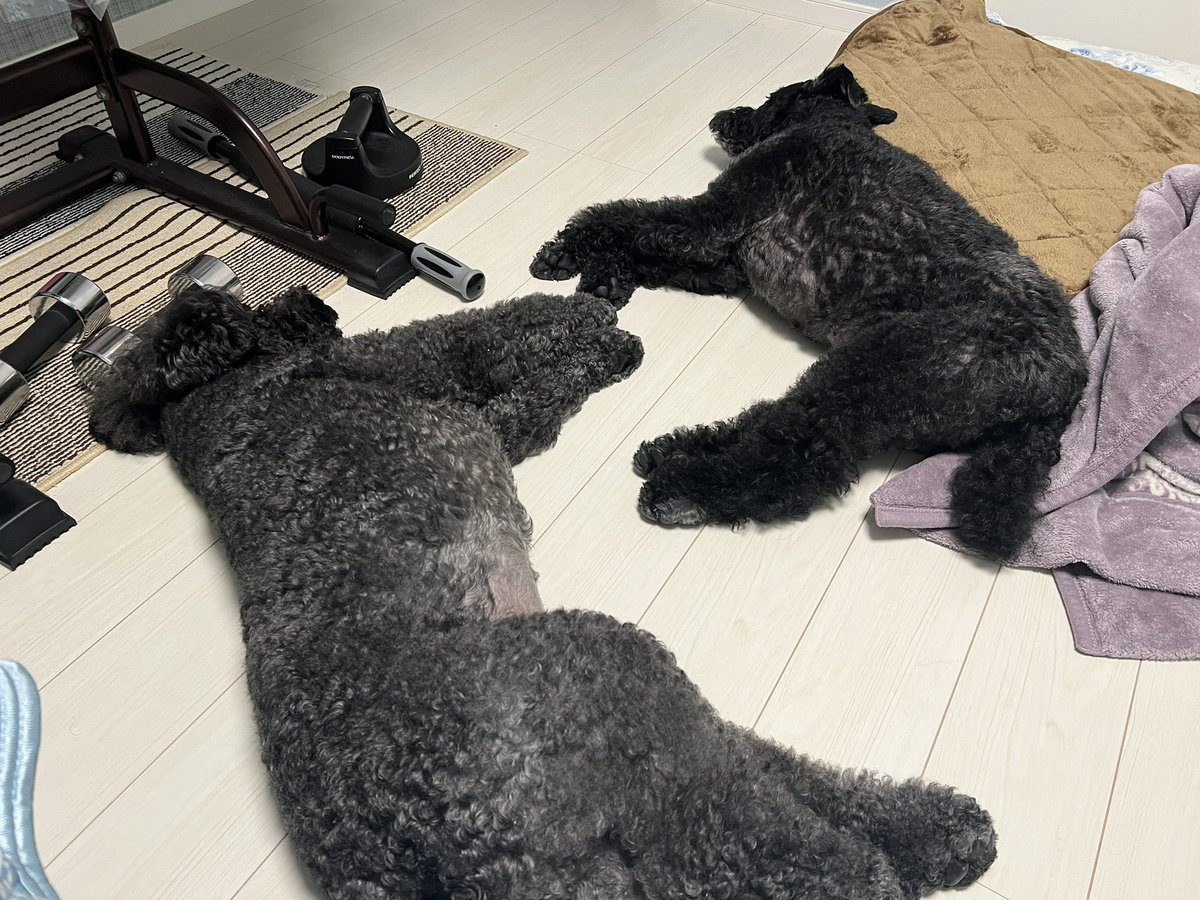 kidd_1104's tweet photo. 散歩終わったら潰れたように寝てる💤 https://t.co/PTdUuUPwdP