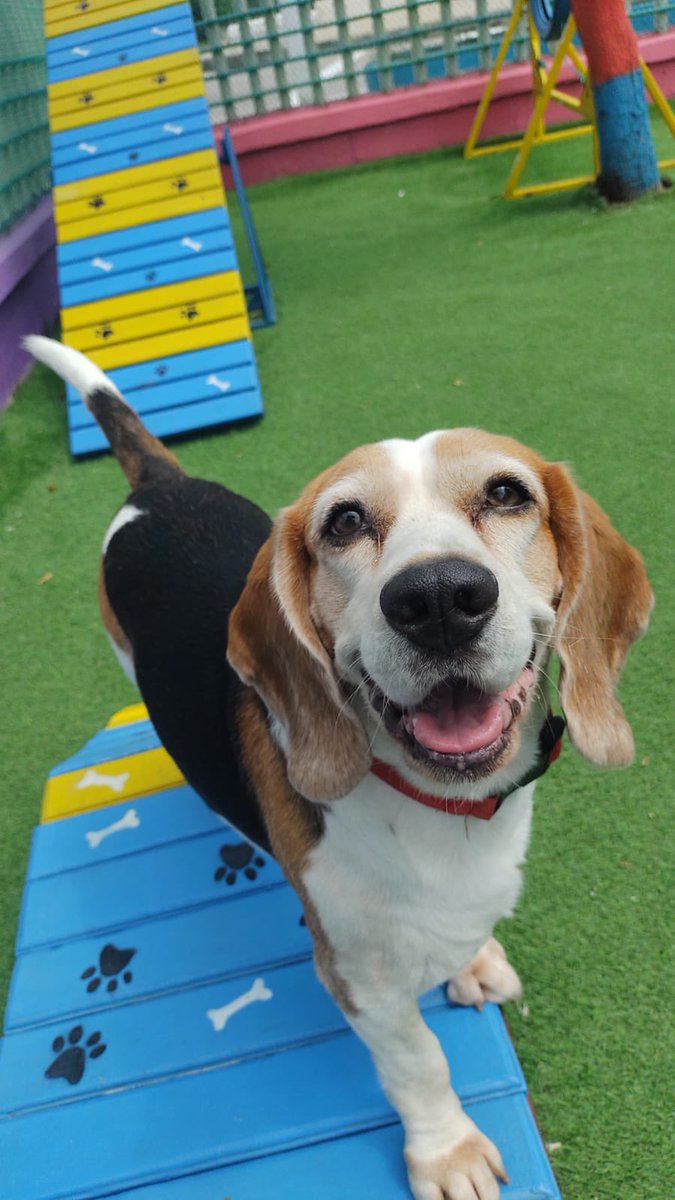 Emputado cuando le doy más atención al trabajo que a él / aaaaaah pero feliz en la guardería que pago gracias al trabajo 
#Beagle #BeagleMom