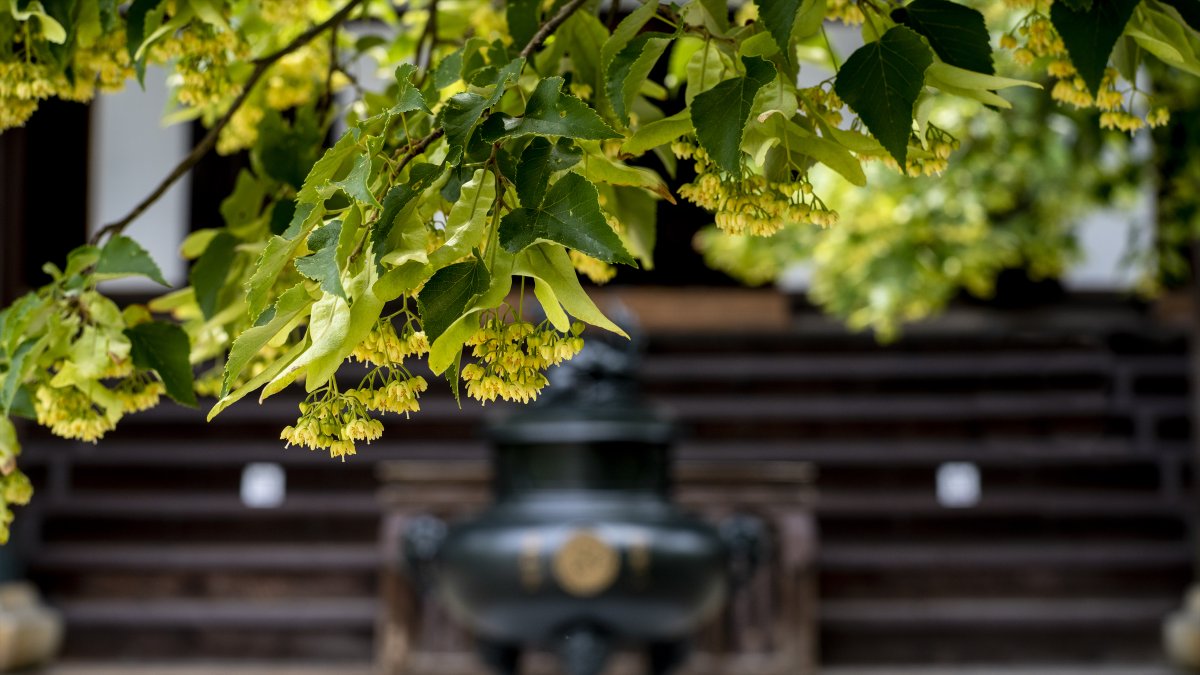 koyama_tom's tweet photo. 菩提樹薫る真如堂 Shinnyodo Temple, Kyoto, with sweat smell of bo tree flowers
#linden #lindenflowers #botree #fragrance #sweetsmell #shinnyodo #shinnyodotemple #higashiyama #kyoto #kyotojapan #kyorism #菩提樹 #甘い香り #真如堂 #真正極楽寺 #京都 #東山 #洛東 https://t.co/hgYl1ZUO0f