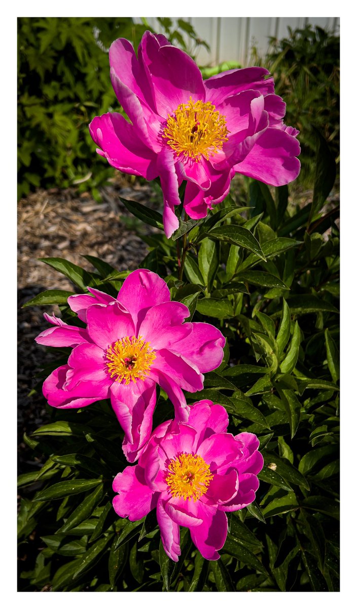 dan_ziegler's tweet photo. 365 Photo Challenge - 2023 - Day 156
#365photochallenge2018 #picoftheday #flowers #Purple #Flower #FlowerHead #CloseUp #Outdoors #Art #Plant #raw_edit #raw_creative #Petal #Nature #bpa_arts #lightroom https://t.co/Q0kugKUyaZ