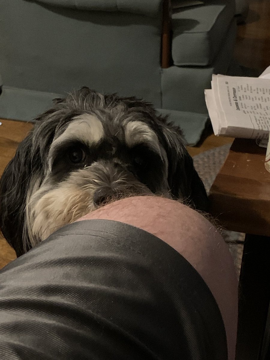 pdgruner's tweet photo. Staring judgingly after I DNF’d the crossword https://t.co/Ojg7p8x3jQ