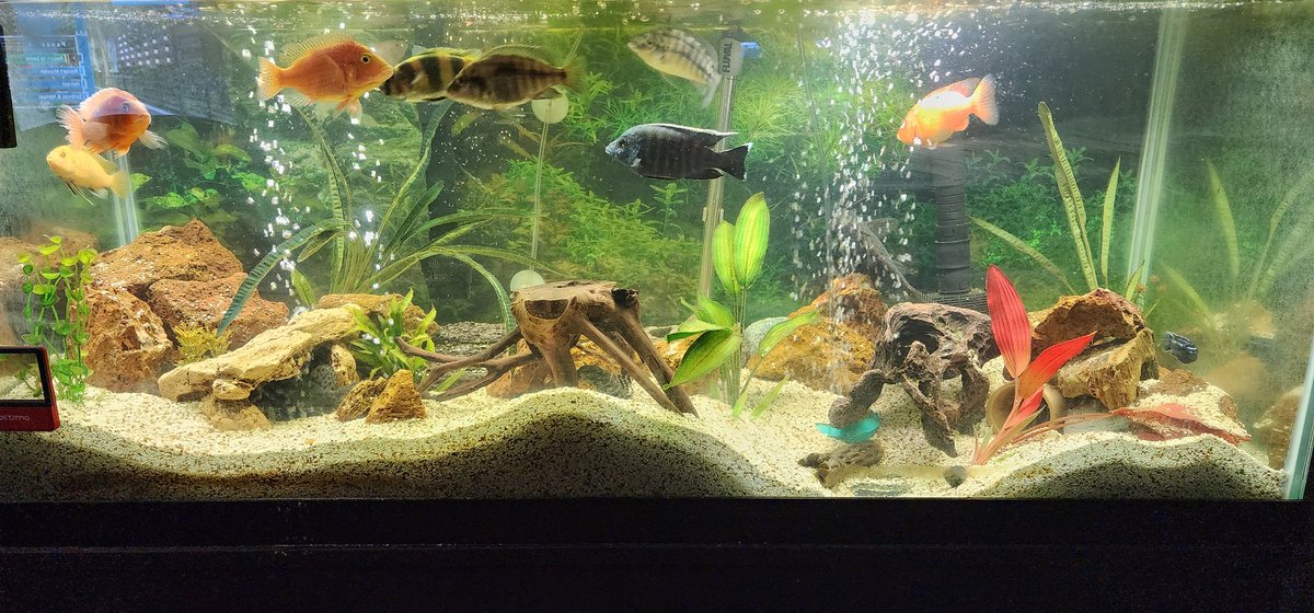 Fishy friends are all happy! The cichlids are getting big, so cool looking! #fish