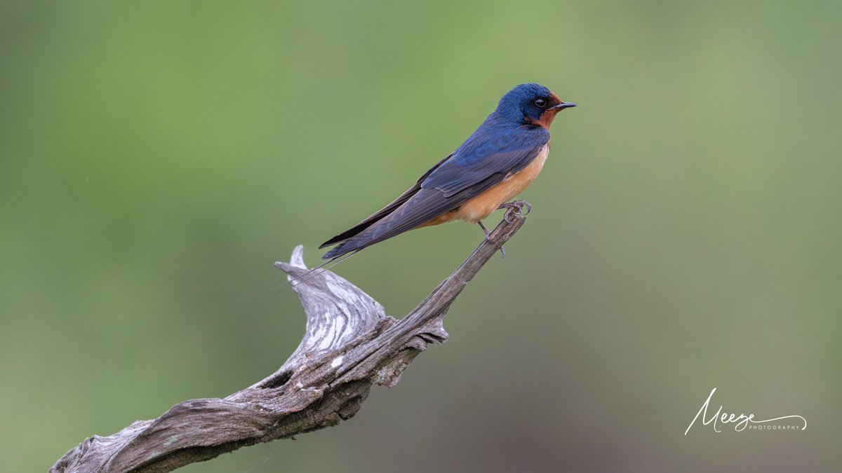 trmeeze's tweet photo. @NikonUSA Nikon #Z8 Paired with 500 F5.6 PF https://t.co/U1B8iCV7by