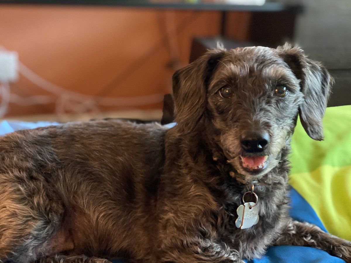 FriendlyAshley's tweet photo. @CarolinaMarie_V Hi, I’m Ashley! 

I don’t happen to have a pet of my own, but I sometimes for an afternoon borrow my friends’ dog, Mina, from my pals Sean and Nan. She’s a good doggo! #NotACESChat https://t.co/cQQ5MrTPKx