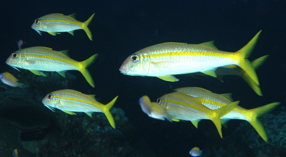 FGBNMS's tweet image. What kind of #Fish are those? We can help with that:

1. Sanctuary #SpeciesList - flowergarden.noaa.gov/about/speciesl…

2. #FishID Classes - available upon request, email flowergarden@noaa.gov