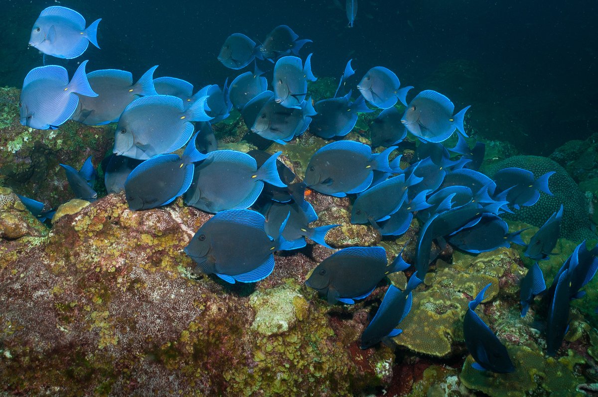 FGBNMS's tweet image. What kind of #Fish are those? We can help with that:

1. Sanctuary #SpeciesList - flowergarden.noaa.gov/about/speciesl…

2. #FishID Classes - available upon request, email flowergarden@noaa.gov