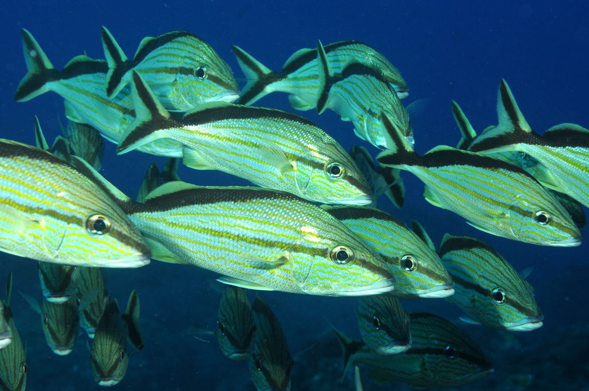 FGBNMS's tweet image. What kind of #Fish are those? We can help with that:

1. Sanctuary #SpeciesList - flowergarden.noaa.gov/about/speciesl…

2. #FishID Classes - available upon request, email flowergarden@noaa.gov