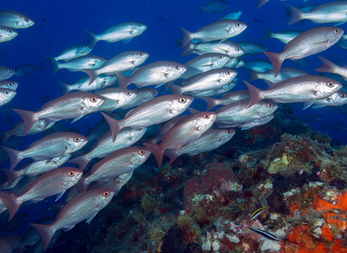 FGBNMS's tweet image. What kind of #Fish are those? We can help with that:

1. Sanctuary #SpeciesList - flowergarden.noaa.gov/about/speciesl…

2. #FishID Classes - available upon request, email flowergarden@noaa.gov