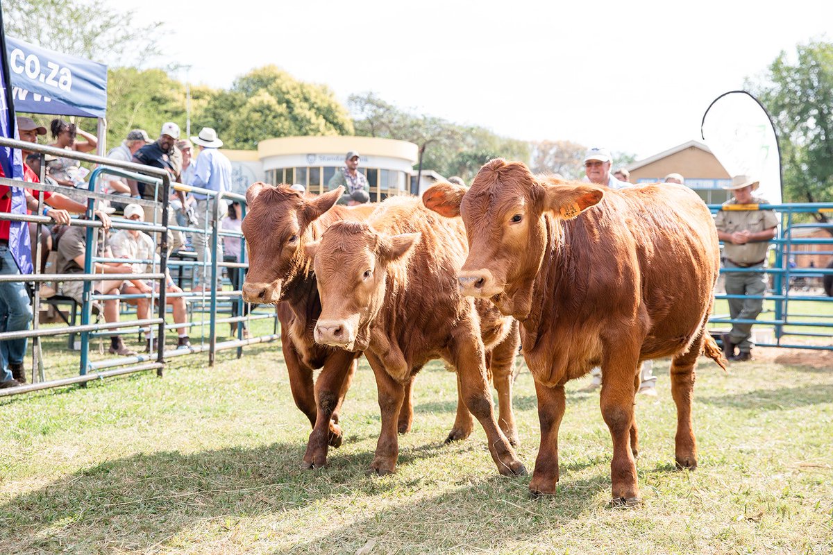 Good people, good cattle