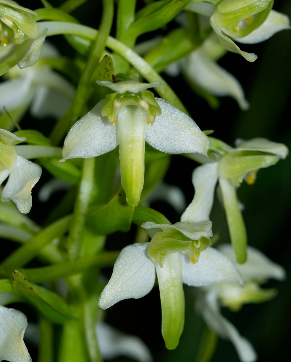 Greater Butterfly Orchid from a chalkhill grassy gulley. Apparently mainly pollinated by noctuid moths - those that can reach down into that long spur for the nectar that can often be seen through the tube wall.