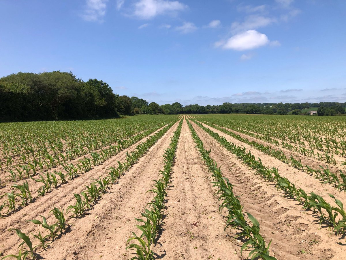 Lyburn Cheese (@lyburncheese) on Twitter photo The maize is pushing on, not suffering from lack of water yet but will need water soon. Grass needs water NOW, milk production will suffer soon. <a href="/HampshireFare/">Hampshire Fare</a> @HantsFarmersMkt <a href="/NewForestMarque/">New Forest Marque</a> The maize is pushing on, not suffering from lack of water yet but will need water soon. Grass needs water NOW, milk production will suffer soon. <a href="/HampshireFare/">Hampshire Fare</a> @HantsFarmersMkt <a href="/NewForestMarque/">New Forest Marque</a>