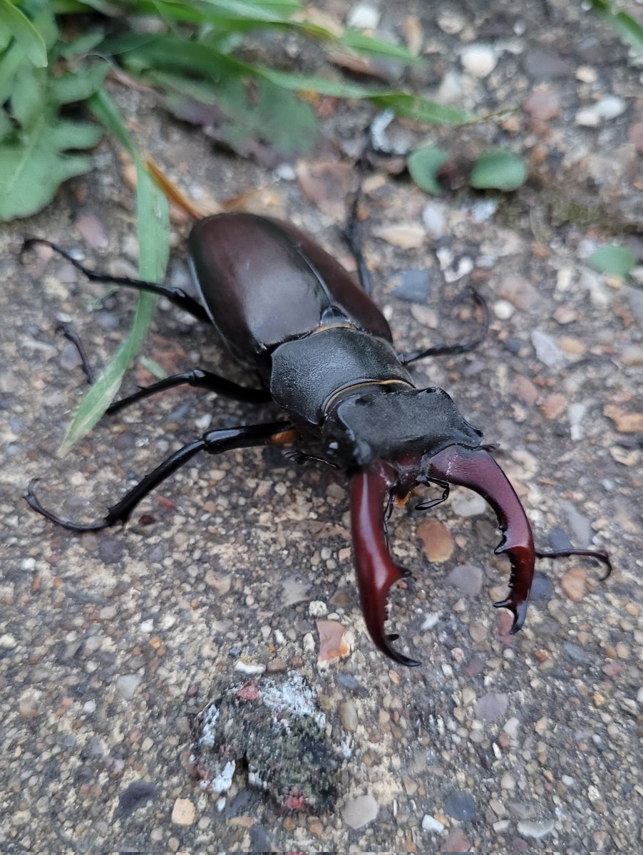 TomTheDoodler's tweet photo. So I just sat down in the garden after a long day drawing some very detailed techy stuff and this decides to land on me! Jumped out of my skin!!
#stagbeetle #flyingtractor https://t.co/TVMw98DAoU