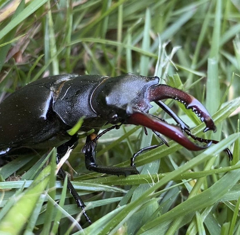 h_Mathieson_'s tweet photo. What a beauty! The first male I’ve had in the garden. I’m so lucky to live where these incredible insect can be seen. I’ve just reported it to @ptes_org as part of #GreatStagHunt 
#greaterstagbeetle #gardeningforwildlife #wildlifegardening #ukbeetles #ukredlist https://t.co/K2o73S7Tfw