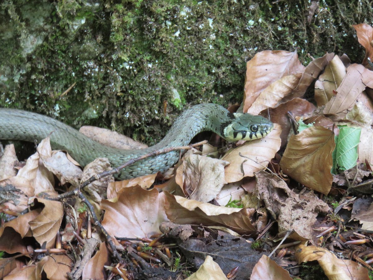 elxium's tweet photo. Met this beauty today... #snake #sightsofgeocaching https://t.co/Rn8K8QDEy5