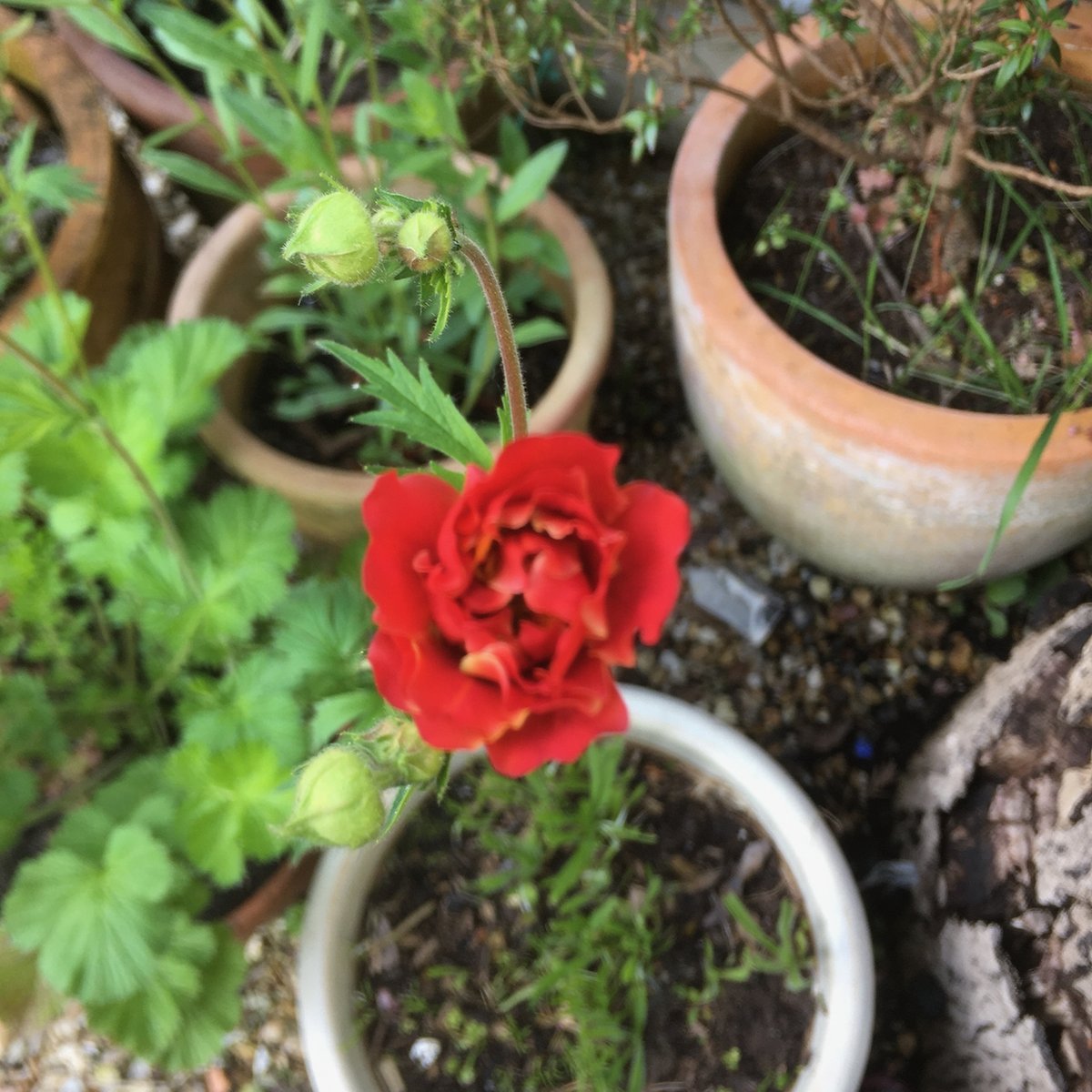 Edible High Town tweet media