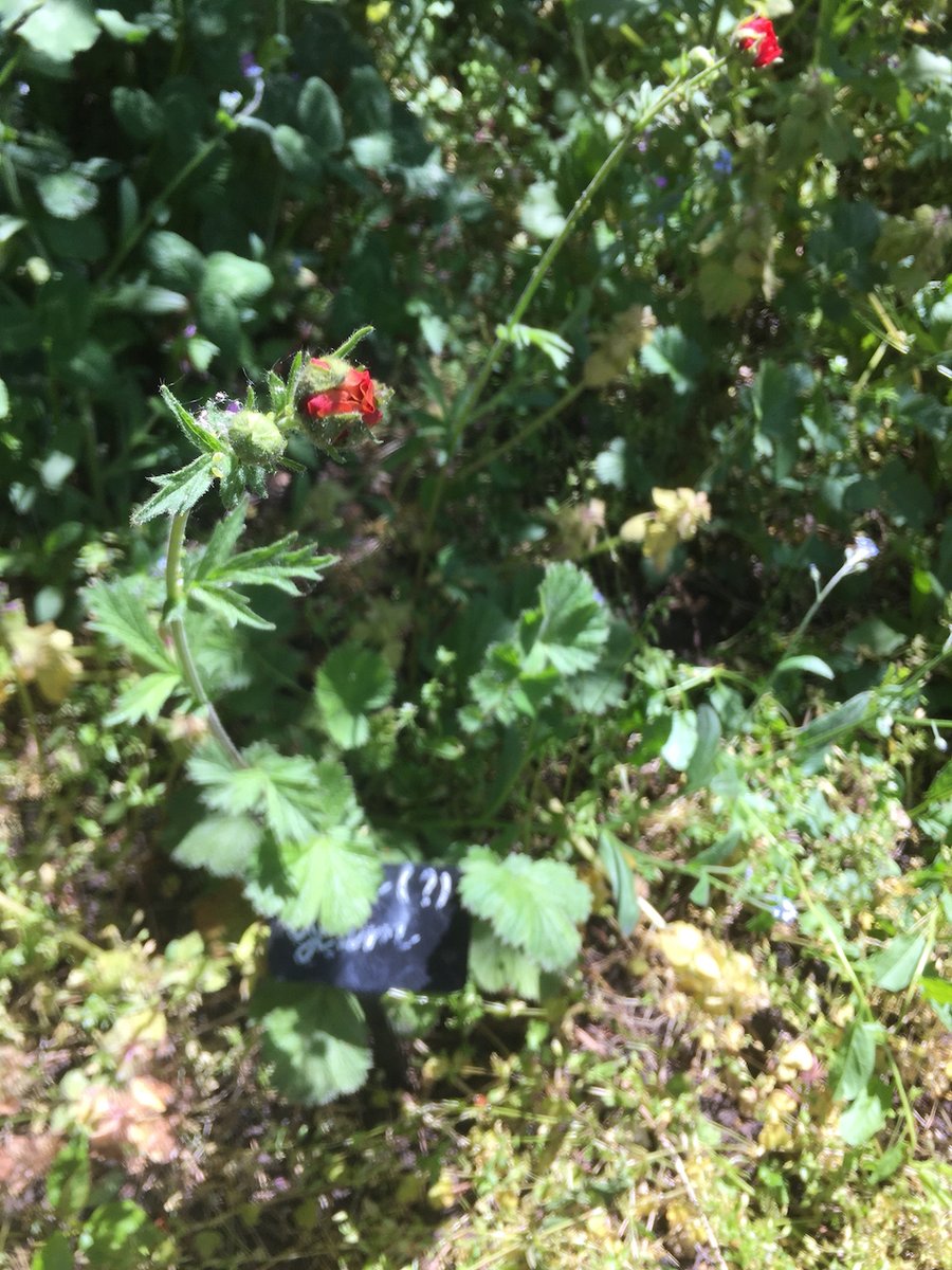 Edible High Town tweet media