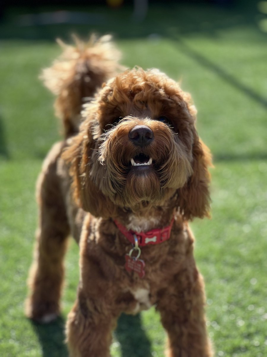 Hazel Forrest tweet media