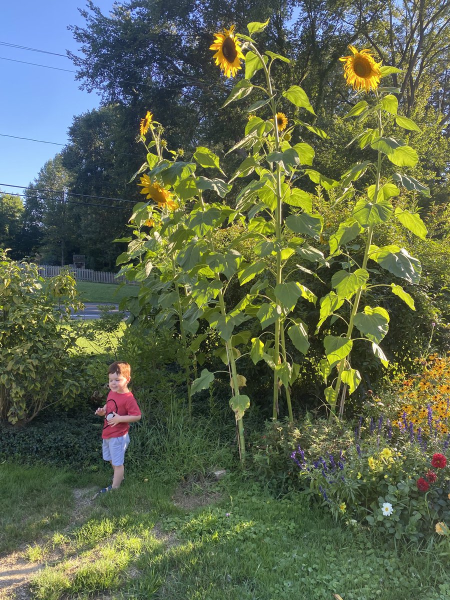 So I Coach Good planted 11 mammoth sunflowers seeds. I’m waiting for them to sprout!🤞 They get 10-12 feet tall!😳🌻 Have you planted sunflower seeds? Share your progress!! #noticingnature <a href="/GB_Yeoman/">Greenbriar Middle School</a> <a href="/ParmaSchools/">Parma City School District</a>