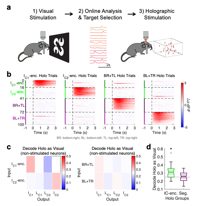 gottapatchemall's tweet photo. Recurrent pattern completion drives the neocortical representation of sensory inference
https://t.co/nt5Okeb80J https://t.co/sil4wrUjy9