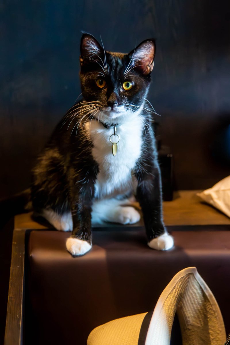 Chief Executive Purrer at Java Whiskers, Westfield, White City.