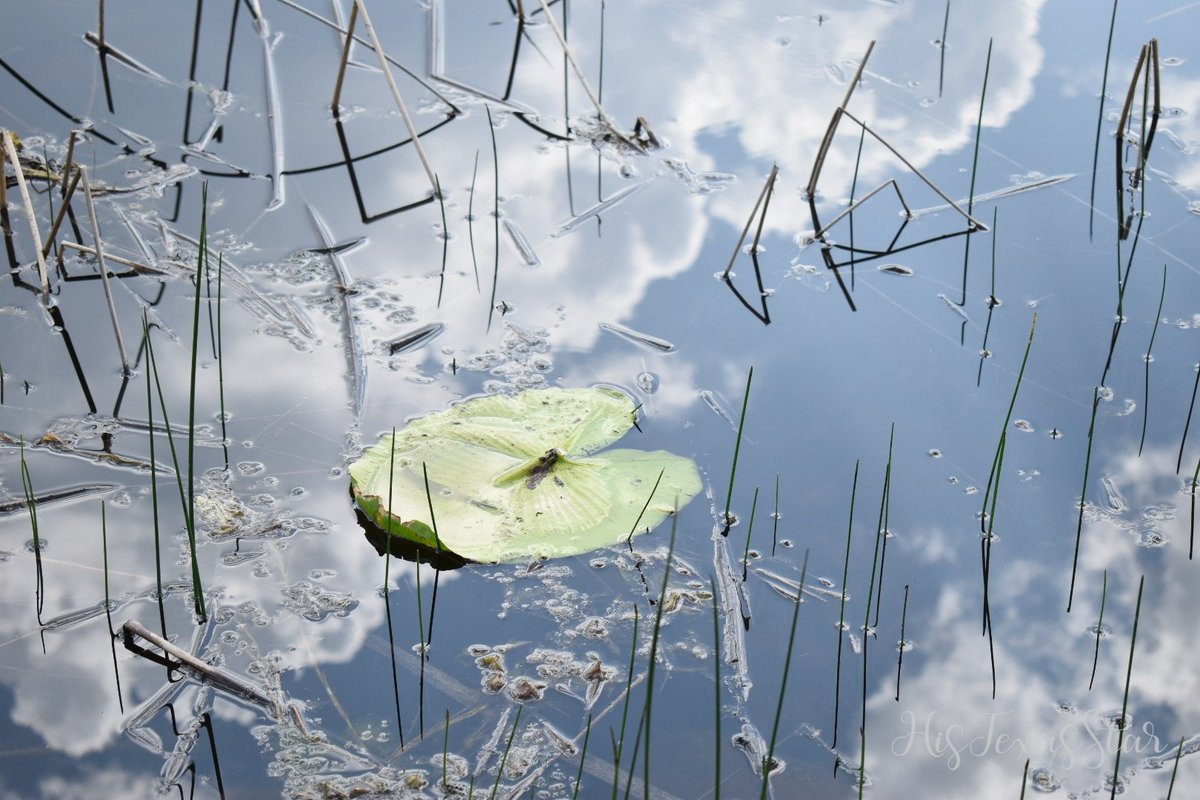 histexasstar's tweet photo. Lily Pad #reflection #lilypad #montana #montanabeauty #histexasstarphoto #livinlife https://t.co/120awlZHtp