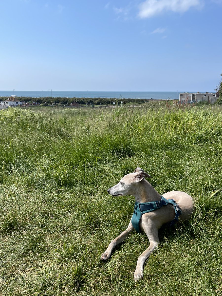 This is my life #whippets #dogsoftwitter #summer