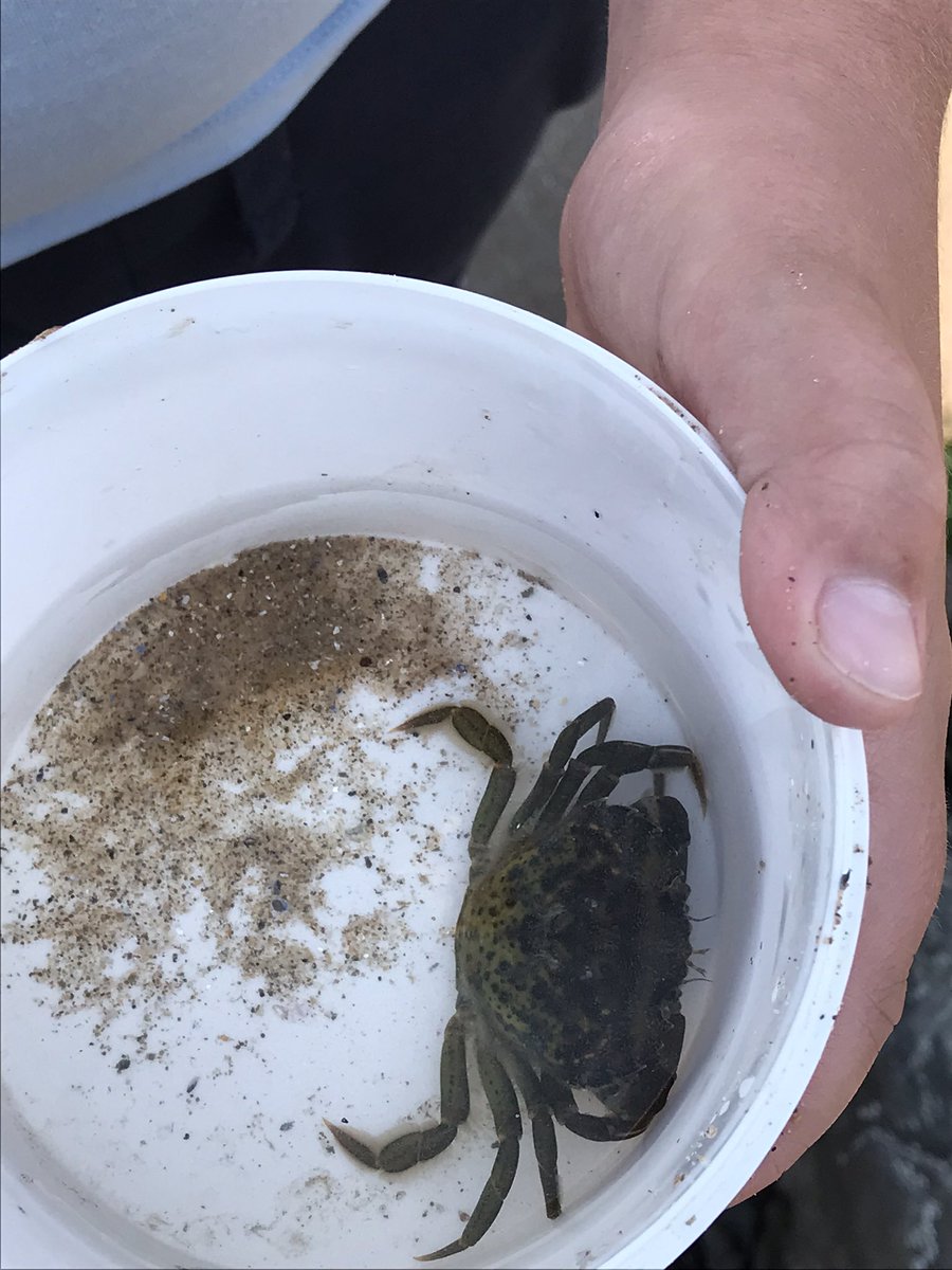 BubsyTownhill's tweet photo. Year 5 loved exploring the rock pools at Oxwich Bay this afternoon. We found lots of crabs and learnt some interesting facts about different sea creatures from @DawnNaturedays 
#tcsyear5 #TCSST #TCSHU #TCSHW @GowerSociety https://t.co/OuANUOq3hQ