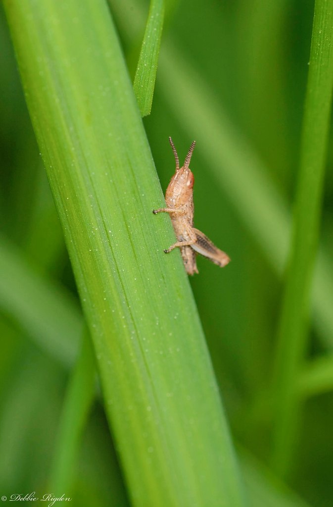 Baby cricket around 3-4mm playing peek-a-boo 
#babycricket #cricket #insects #Insecticonsweek2023 #NaturePhotography #nature #macrophotography #macro #Springwatch <a href="/BBCSpringwatch/">BBC Springwatch</a> <a href="/WildlifeMag/">BBC Wildlife</a> <a href="/BBCEarth/">BBC Earth</a>