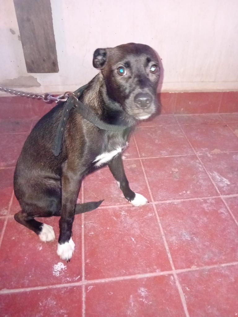 SilviaMylo's tweet photo. El dueño es un drogata que les da palizas de muerte el cobarde degenerado 😡(está denunciado no hacen nada) tienen seis meses, la chica es la negrita negrita y el chico el canela
Ese dolor en los ojos de un cachorro 💔😢 
665 79 20 43 
Pueblo de Huelva
Por favor es horrible 😢 https://t.co/dNnqmIcJek