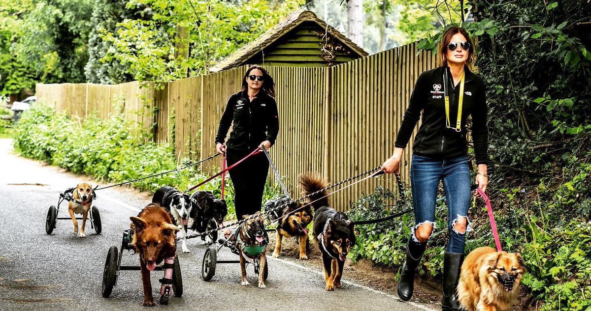 FlorisFriends's tweet photo. We love a good walk #florisfriendsrescue #teamflori #rescuedogs #dogsoftwitter #enablednotdisabled #walkingthedog #June #CANTERBURY https://t.co/t3F8OCdKM1