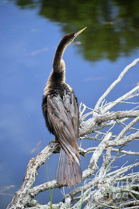 JohnStone996's tweet photo. New artwork for sale! - "Anhinga 3" - https://t.co/4HGitBamGl @fineartamerica https://t.co/Sg8vk6jdTX