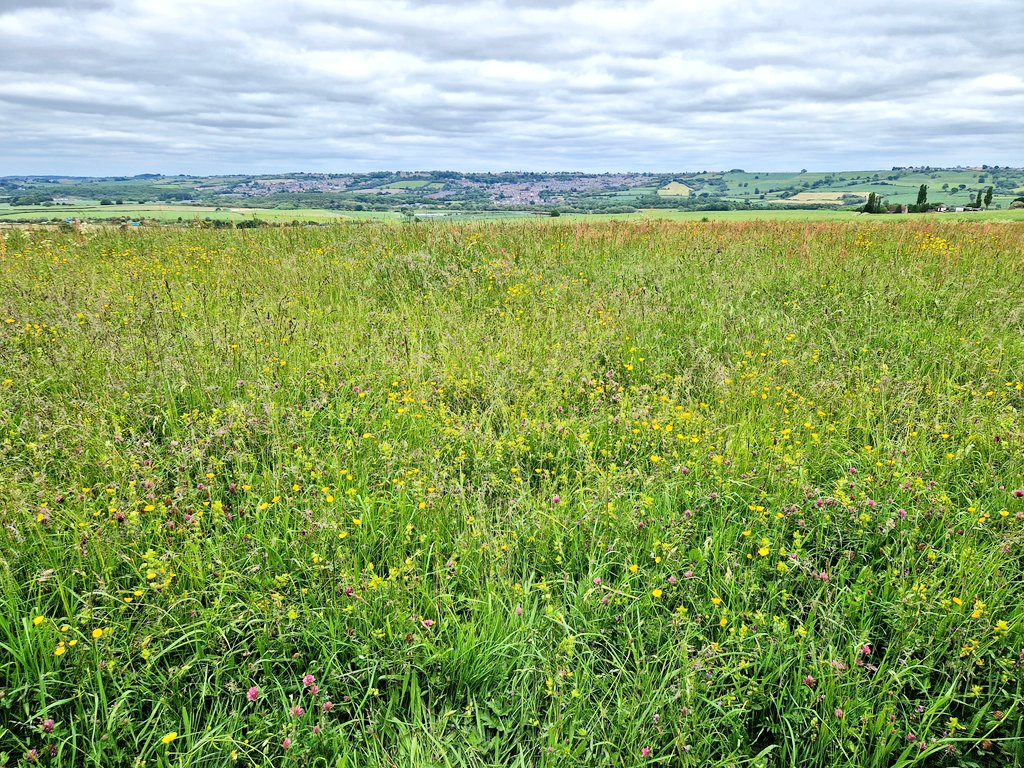 Another fantastic #meadow and an incredible view at <a href="/EnglishHeritage/">English Heritage</a> Sutton Scarsdale Hall <a href="/Love_plants/">Plantlife</a> #natureculture