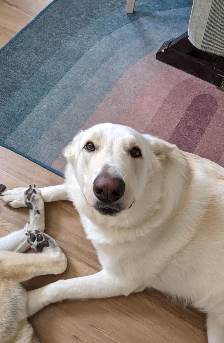 emilyevirgin's tweet photo. My polar bear dog is probably the reason I got a postdoc working on polar bear research #mostlykidding #excusestopostpetphotos https://t.co/HN5GezsBSA