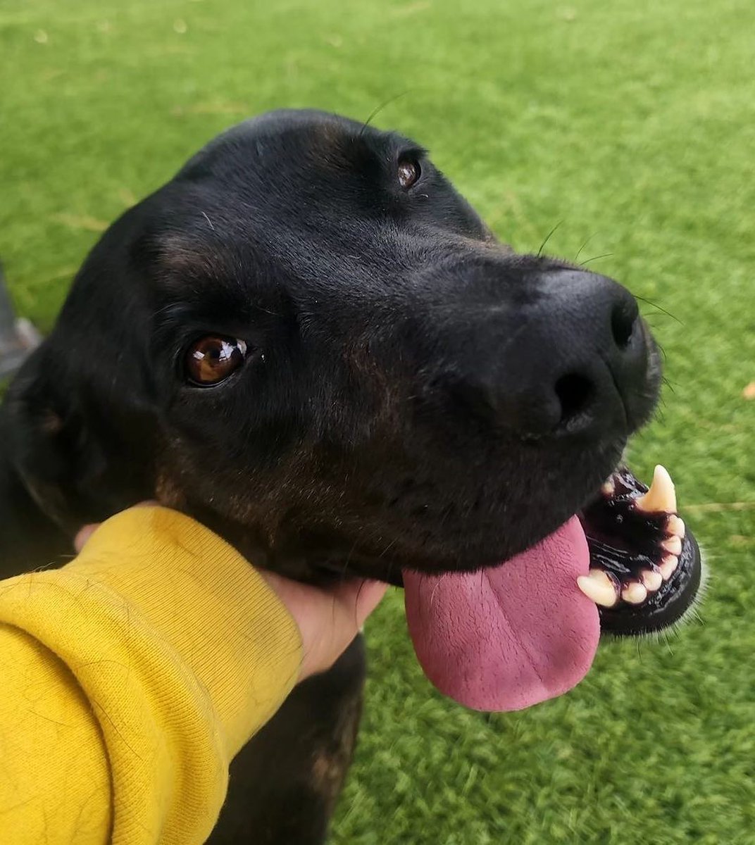 mapleveewesem's tweet photo. ๐ LUNA ๐
Look at how good our sweet Downey #California labbie love is with the other pups ๐ And how compact she is for 56 lb. 4 yo, and why this perfect girl is still there is a mystery?? ๐ #ADOPT or offer to #FOSTER TODAY ๐ info โฌ
#A5544825 https://t.co/OJviiasgz3