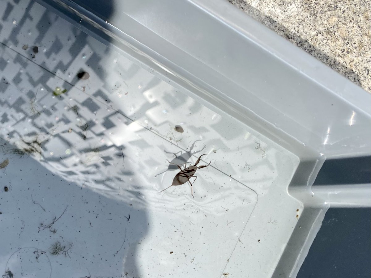 We were so excited to find tadpoles beetles and water snails in the water. And we noticed the stage of metamorphosis the tadpoles were at- they had LEGS!
