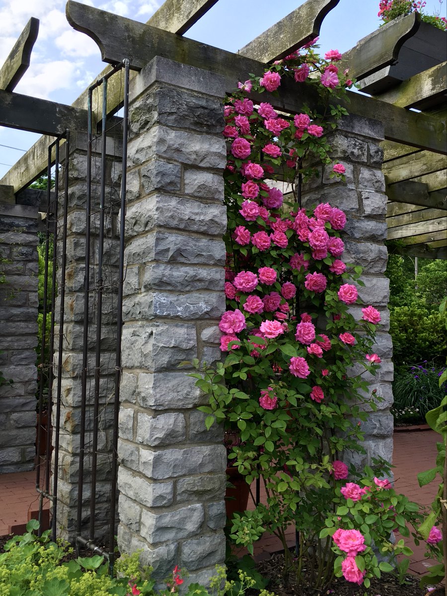 #WhatsBloomingWednesday Rose ‘Zephrine Drouhin’ 🌹

The abundant, vibrant pink blooms have a pleasant fragrance and reach heights up to 15 ft.  

They grow well in partial shade and are almost completely thornless! 

‘Stop and Smell the Roses’ garden tour: connect.toledozoo.org/events/16000