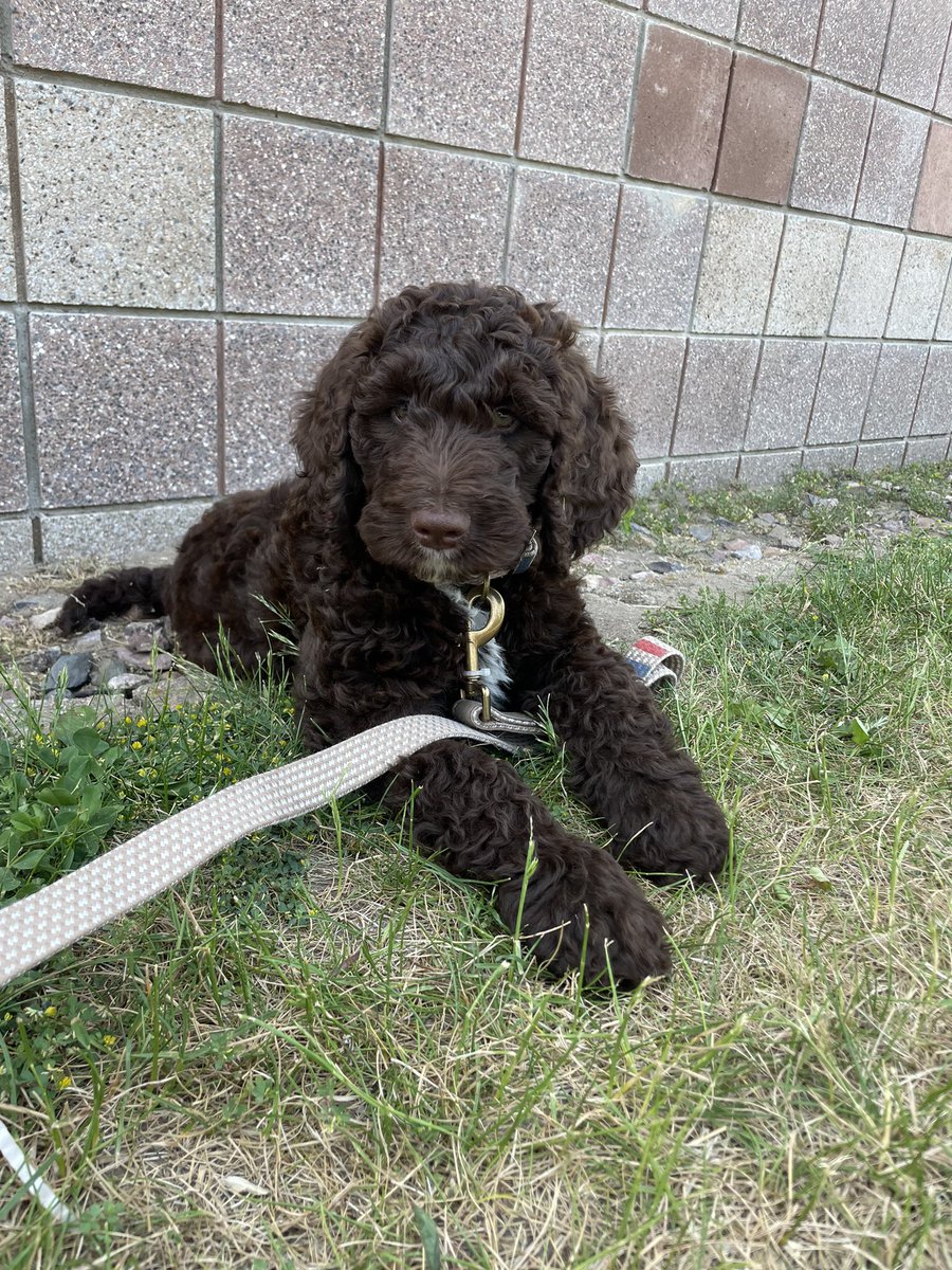 I seriously cannot with this big ball of sweetness 🥰🐶🥰

#Grandpuppy