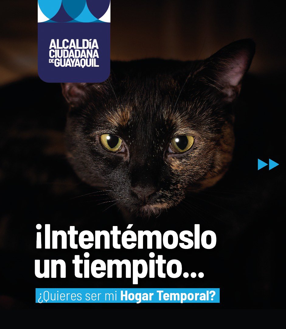 RescateAnimalEC's tweet photo. Apoyamos la campaña de búsqueda de Hogares Temporales para que Bienestar Animal de @alcaldiagye pueda encontrar casas para estos animales. Hay decenas! Sé hogar temporal #ElÚnicoPeligroEsEnamorarse , puede que hasta adoptes! @aquilesalvarez Buen trabajo! https://t.co/JPaUg472ha