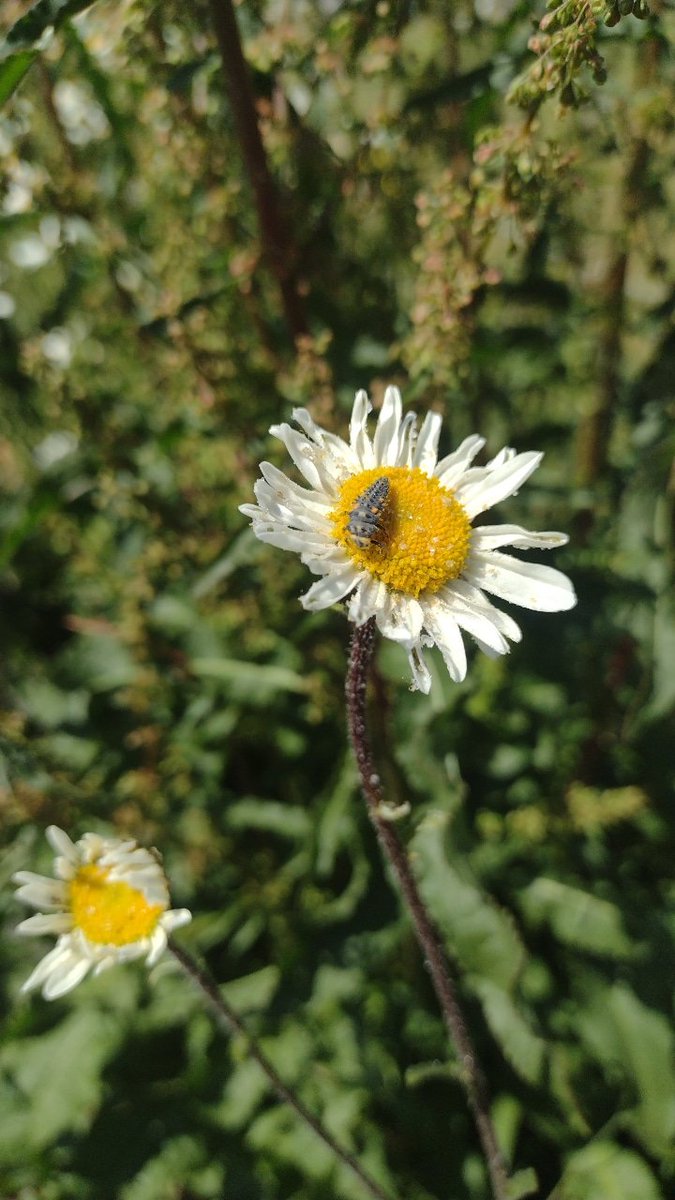 o__olver's tweet photo. I was looking for bees on the oxeye daisies on my walk to the lab and found lots of ladybird larvae instead #30dayswild https://t.co/uQtkWxURfS