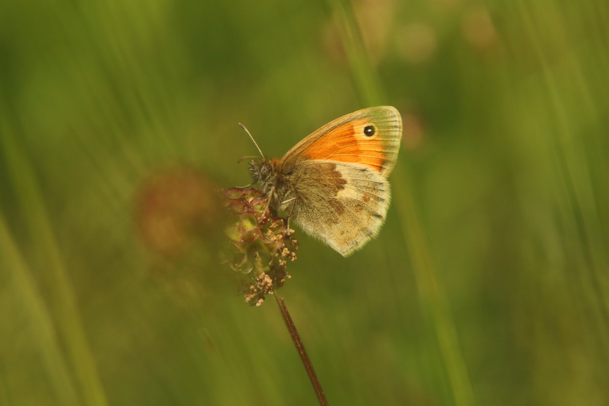 RumyanaW's tweet photo. Happy Wednesday and #WildlifeWednesday !
#nature #NatureBeauty #NaturePhotograhpy #butterflies #widllife #wildlifephotography https://t.co/XwKHkLAyrk