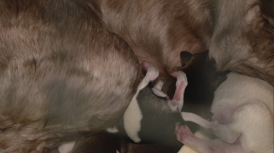 Chris Yu tweet media