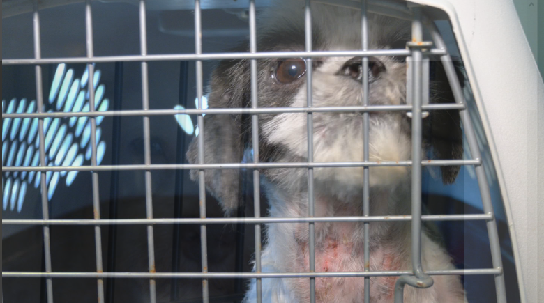 1 DOG DIED, 35 SURVIVED after being rescued from U-Haul truck outside Walmart in OKC, police say. The inside temperature was 100+ degrees. A husband &amp; wife are facing possible animal cruelty charges. Tonight at 6 <a href="/News9/">News 9</a>, I'll explain how the surviving dogs are doing.