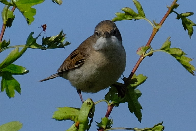 Gerry0504's tweet image. #Whitethroat 
#Tanfield
Monday